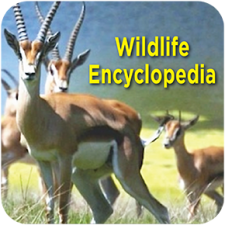 Wildlife Encyclopedia Logo